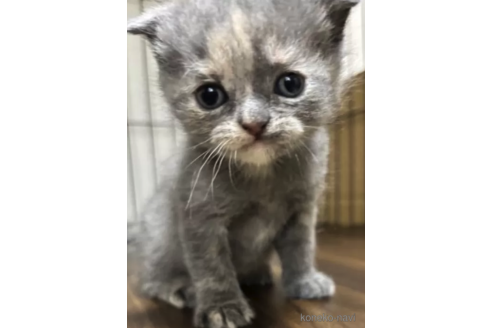 成約済の栃木県のスコティッシュフォールド(折れ耳)-111060の2枚目